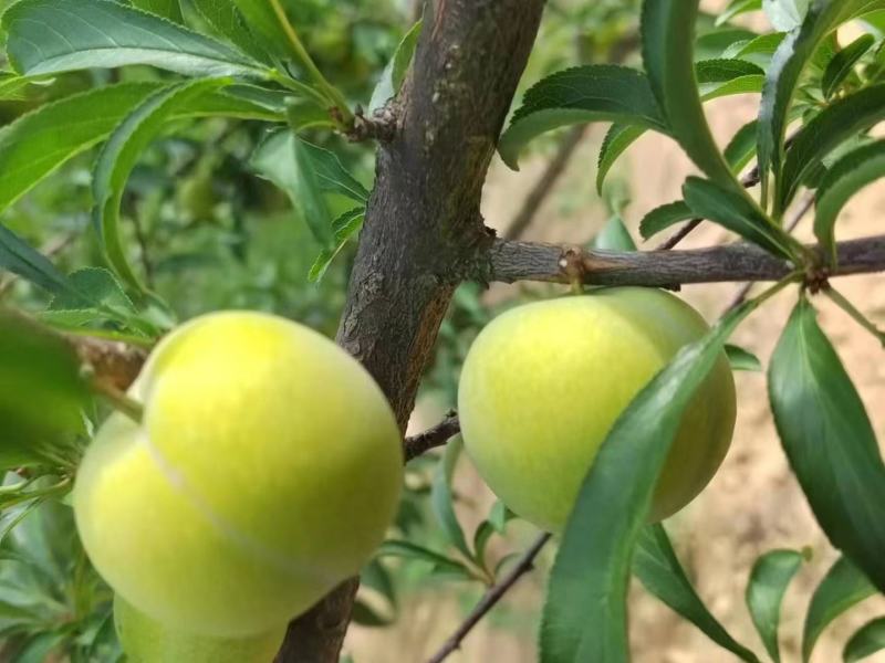 蜂糖李