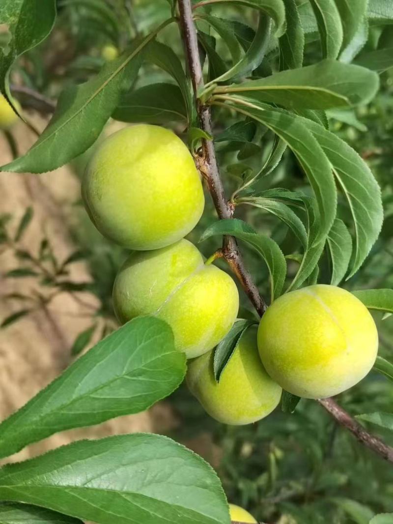 蜂糖李