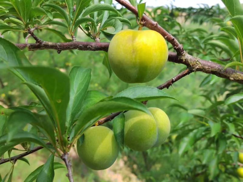 蜂糖李