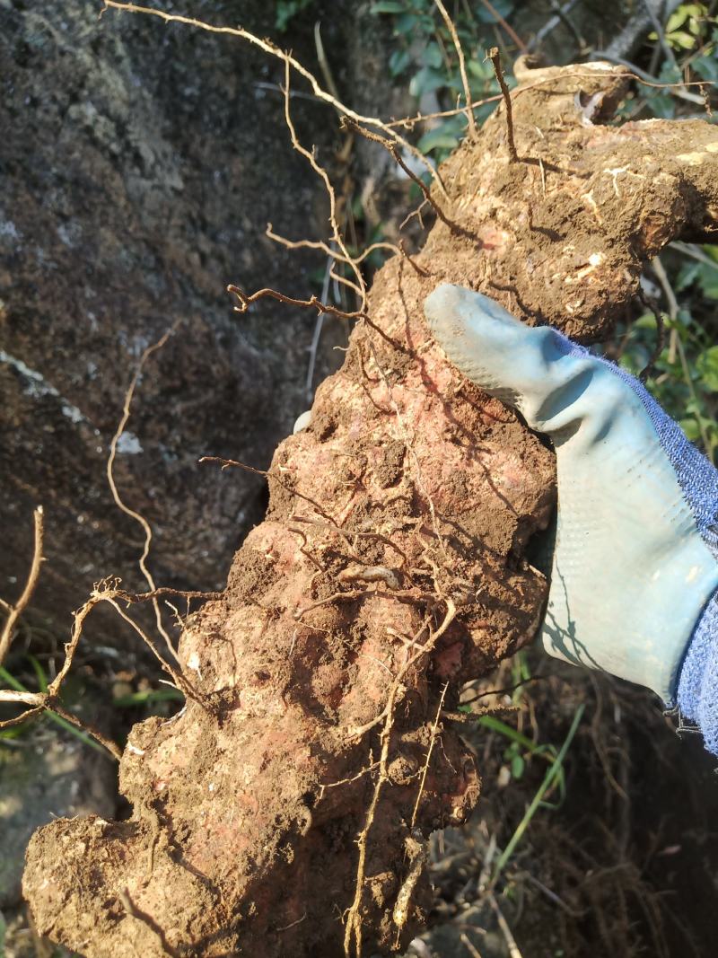 广西野生土茯苓白肉粉质/手工切片/精心挑选欢迎电联采购