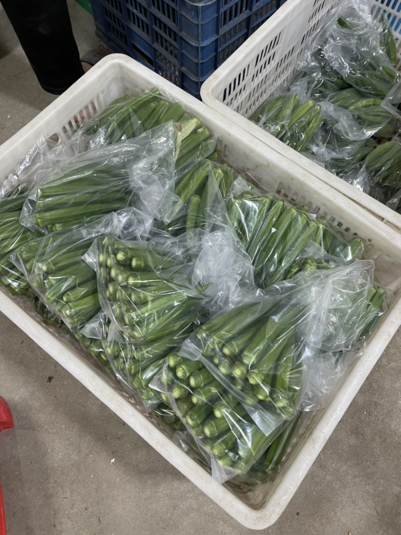 福建漳州秋葵，价格市场行情走，下单请咨询