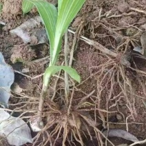 紫花三叉白芨苗块茎1.5-4公分5000棵起批