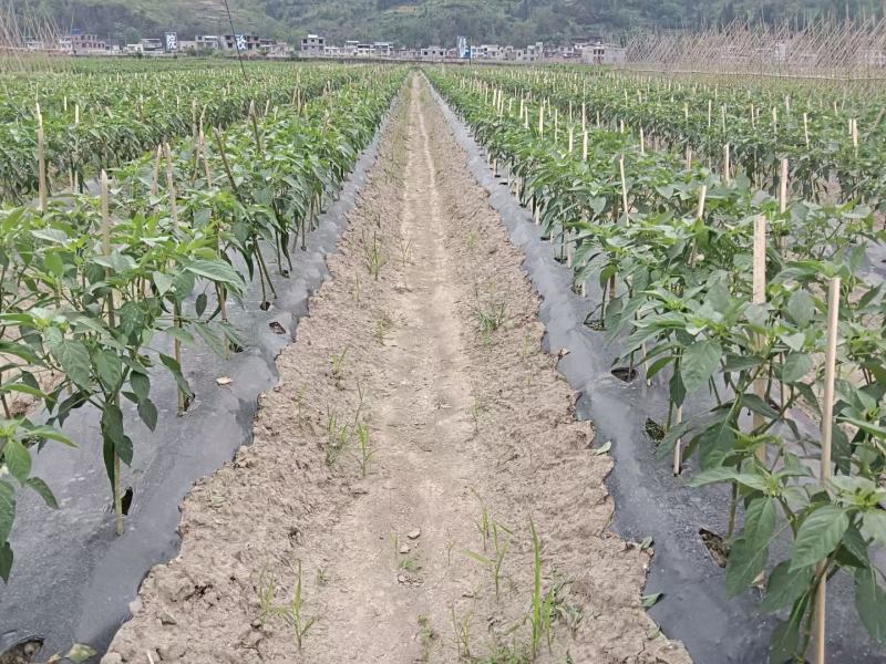 贵州高山辣椒378号都有冷库打包一条龙服务