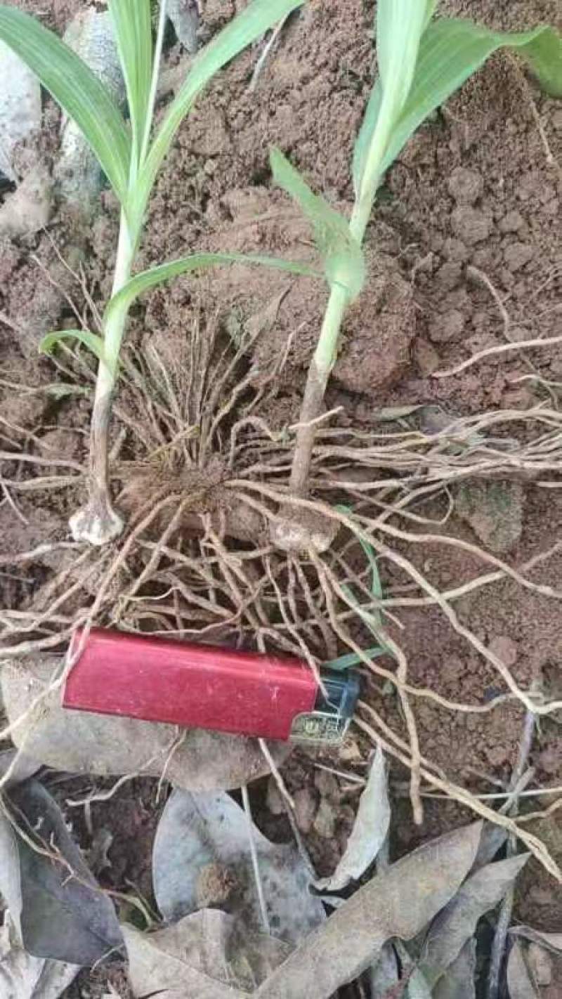 紫花三叉白芨苗块茎1.5-4公分5000棵起批