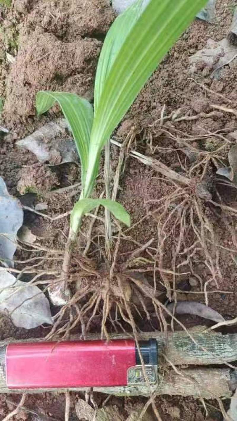 紫花三叉白芨苗块茎1.5-4公分5000棵起批
