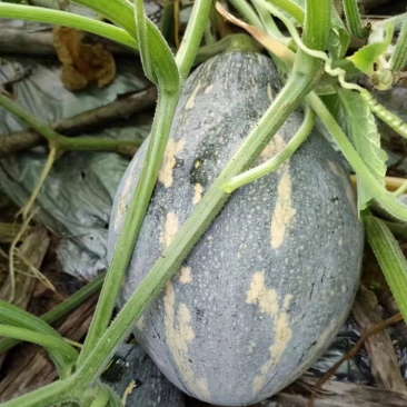 广西，香芋南瓜香甜，价格优惠，#原产地采购#价格美丽