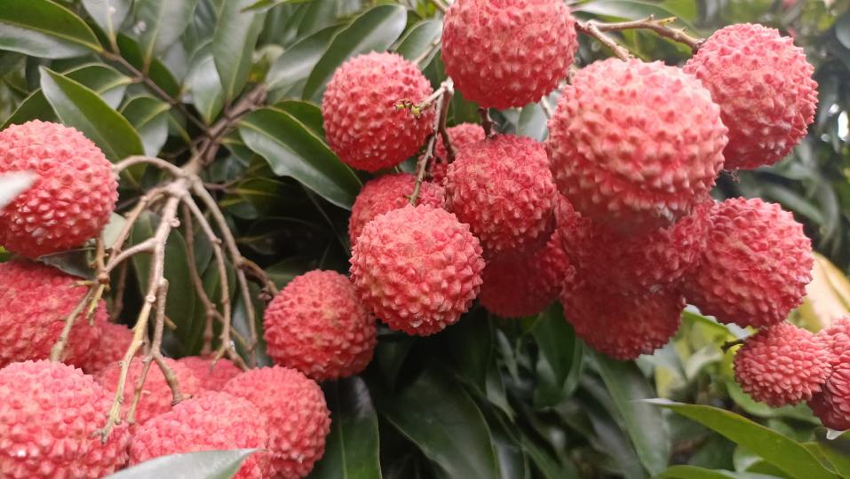 一位患者在家人陪伴下品尝荔枝