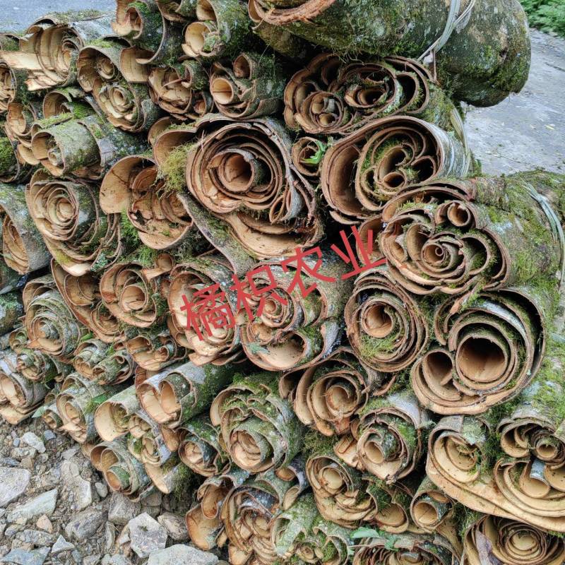川厚朴鲜皮产地直供各种规格都可生产欢迎药厂及药商洽谈合作