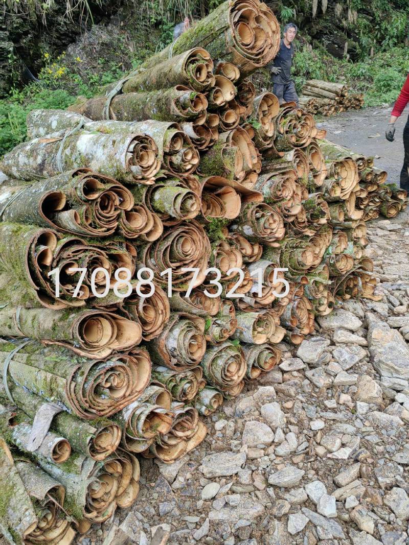 川厚朴鲜皮产地直供各种规格都可生产欢迎药厂及药商洽谈合作