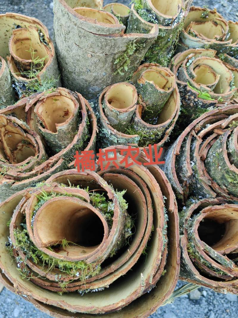 川厚朴鲜皮产地直供各种规格都可生产欢迎药厂及药商洽谈合作