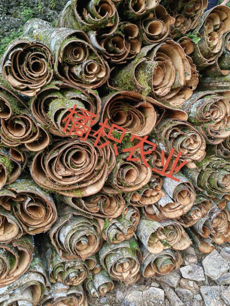川厚朴鲜皮产地直供各种规格都可生产欢迎药厂及药商洽谈合作