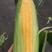 太阳花甜玉米种子6号9号12号21号品质优苞叶青绿。