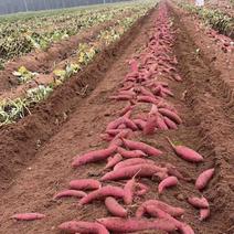 广西红薯/西瓜红/紫薯，大量上市，红泥沙土产地，全国发货