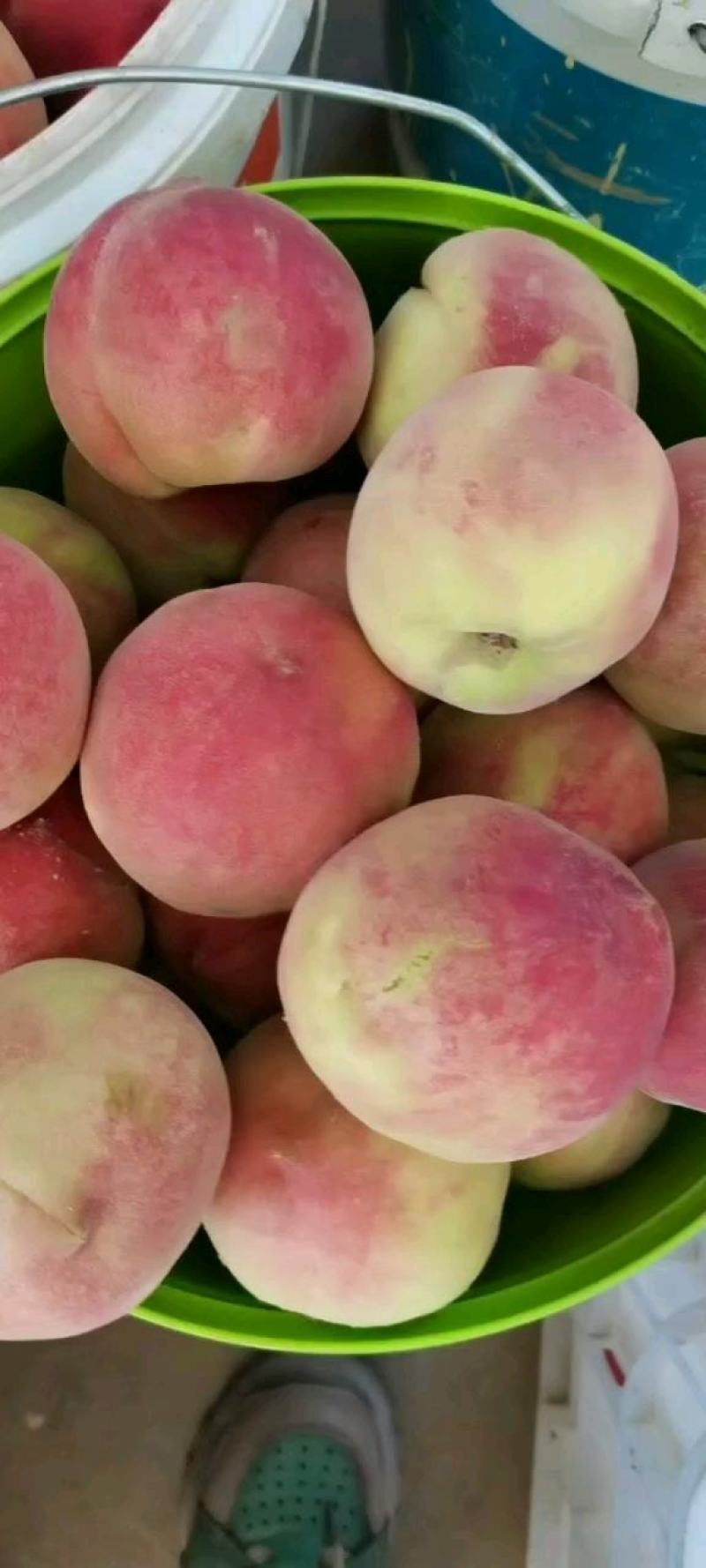 【热卖中】山西运城水蜜桃毛桃春美春蜜产地现摘供应全国