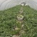 大棚西瓜家秀6号口口脆小西瓜价格随行就市按需求分拣打包