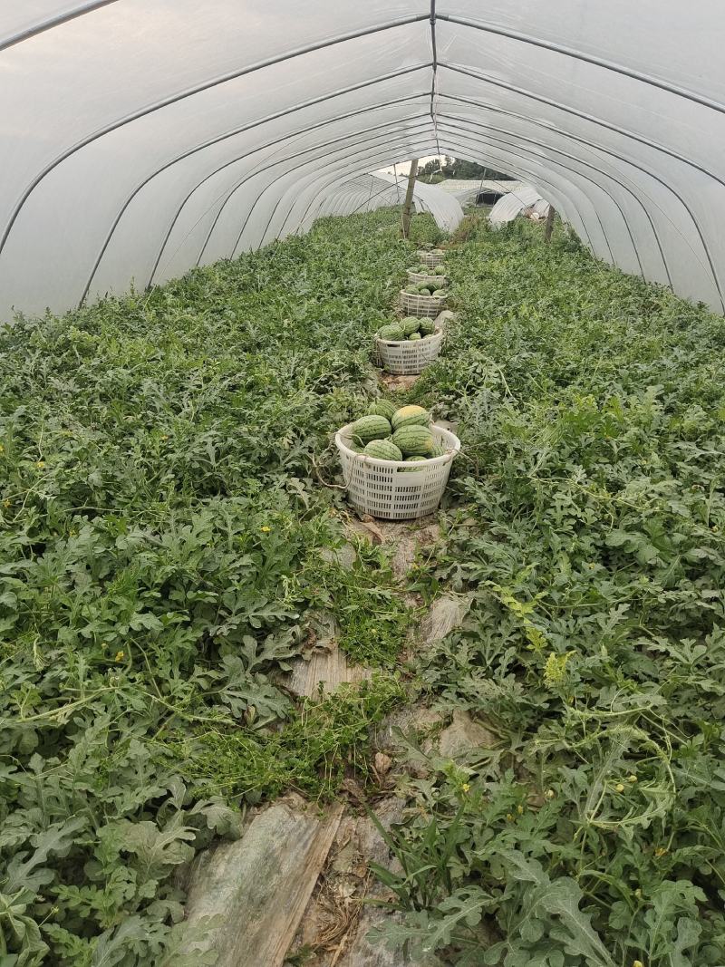 大棚西瓜家秀6号口口脆小西瓜价格随行就市按需求分拣打包