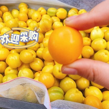 杏/油杏/山东沂蒙油杏产地发货品质好需要的老板电话