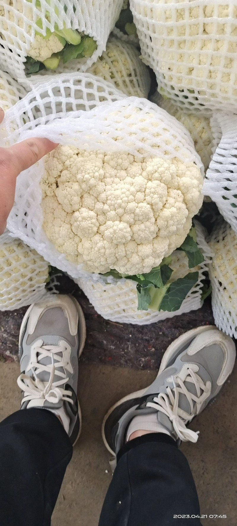 精品蔬菜