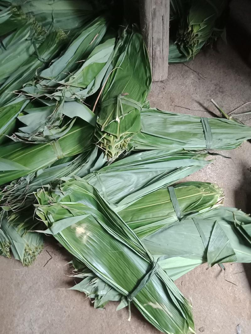优质野生精品粽叶粽子专用产地直发无烂虫烂叶大量供应中