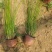 灯芯草宿根地被时令草花水生植物绿化苗木