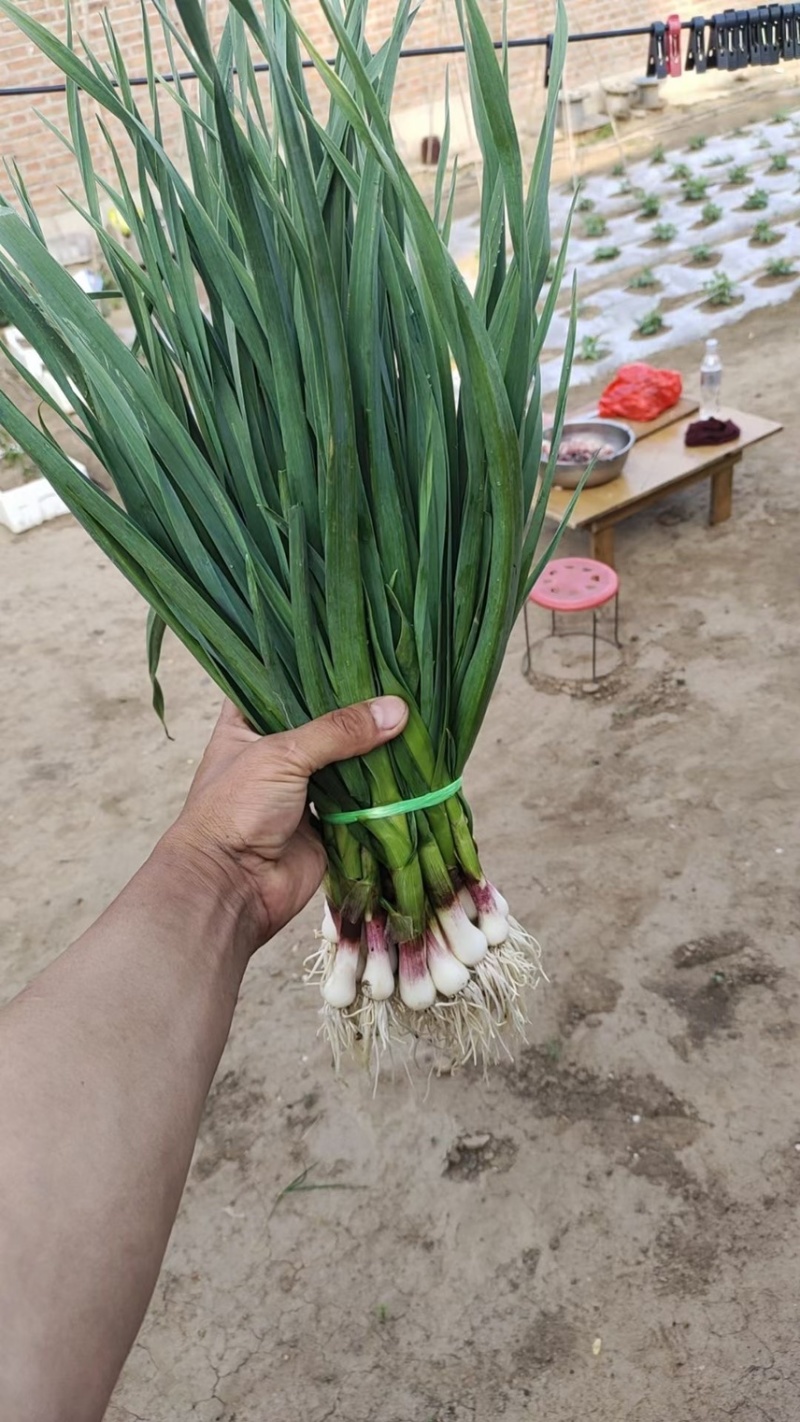 【实力】东北新蒜苗一点红，大量上市，欢迎各位客商前来选购