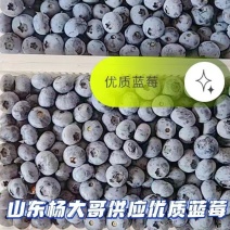 蓝莓大批量上市价格便宜公道，从7到22看品质规格区分