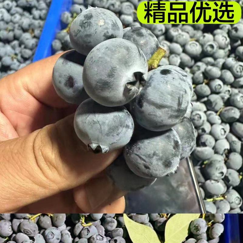 细致筛选大量供应优质蓝莓供应商超水果店批发市场