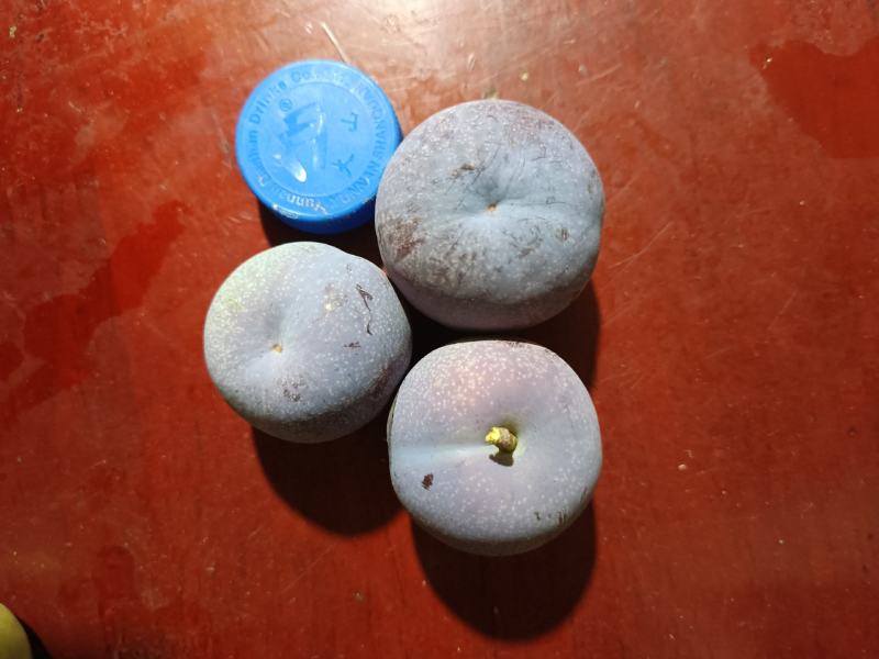 有五月脆李子，需要的老板看过来