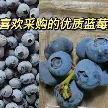 蓝莓大批量上市，欢迎各位客商前来选购，品种齐全质量保证