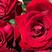 卡罗拉玫瑰花，云南基地鲜花鲜切花直发，各类彩玫系列