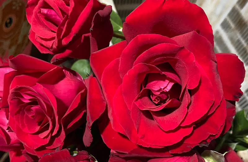 卡罗拉玫瑰花，云南基地鲜花鲜切花直发，各类彩玫系列
