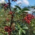 汉源高山云端花椒