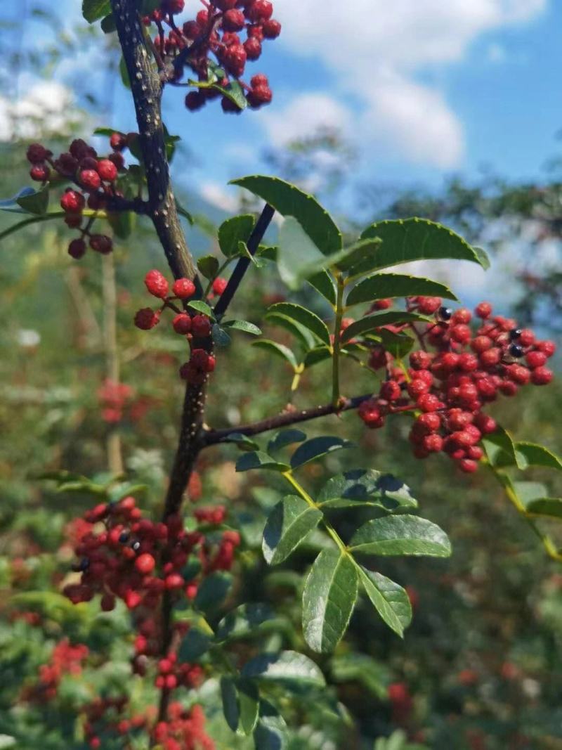 汉源高山云端花椒