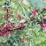 汉源高山云端花椒