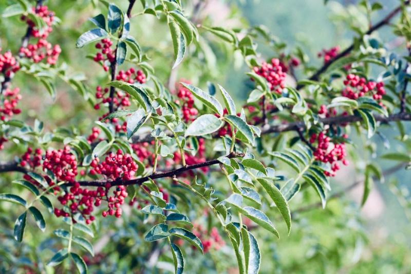 汉源高山云端花椒