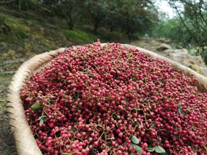 汉源高山云端花椒