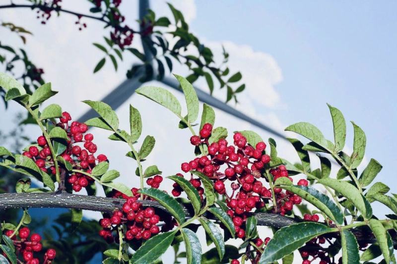 汉源高山云端花椒