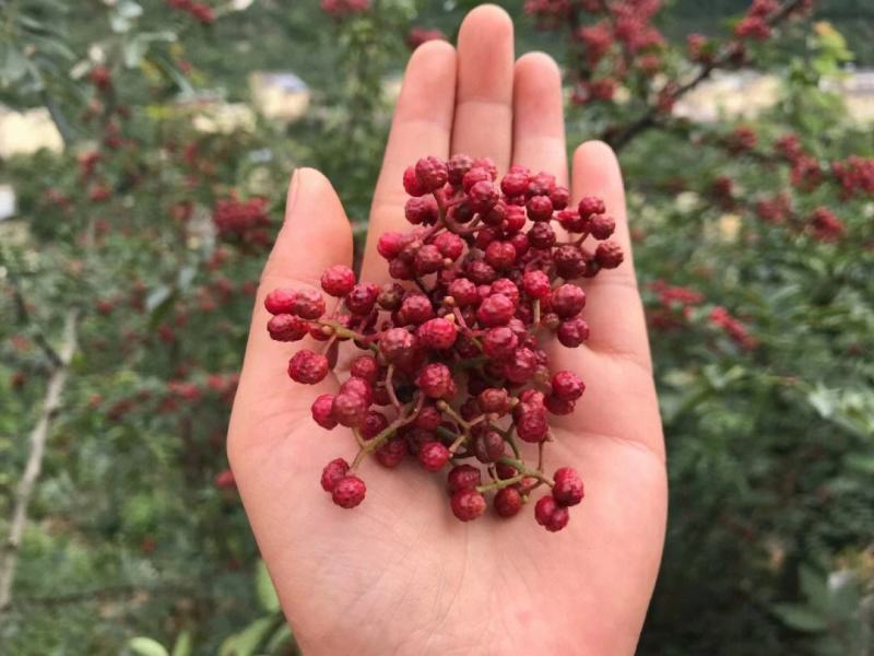 汉源高山云端花椒