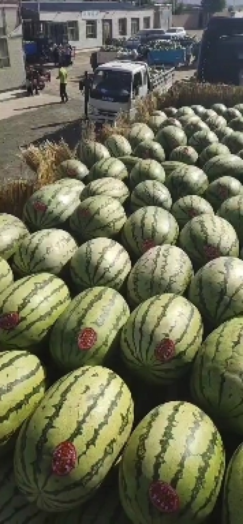 金城五号，石头瓜，市场货，电商货，大量上市