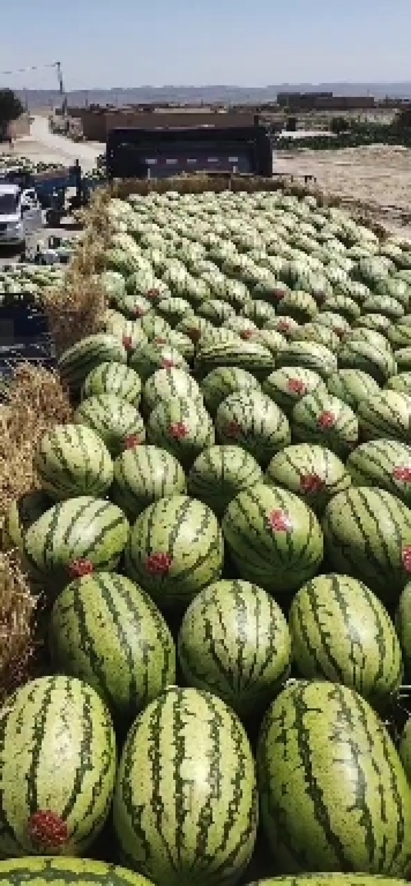 金城五号，石头瓜，市场货，电商货，大量上市