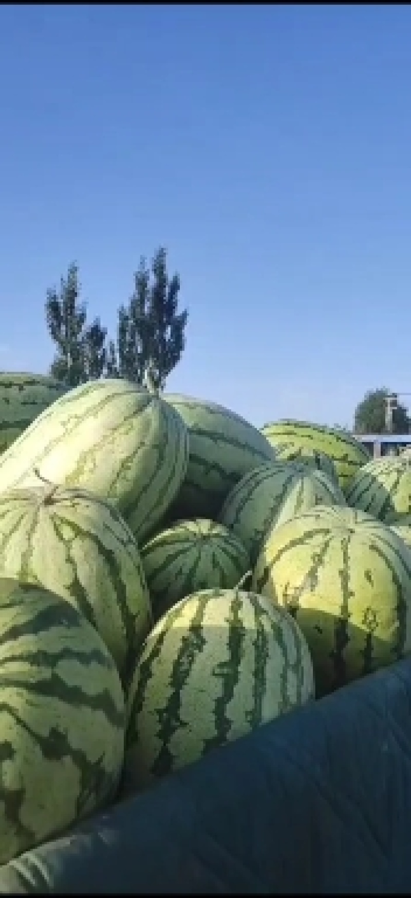 金城五号，石头瓜，市场货，电商货，大量上市
