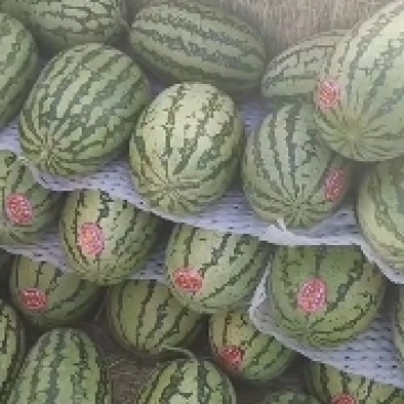 金城五号，石头瓜，市场货，电商货，大量上市