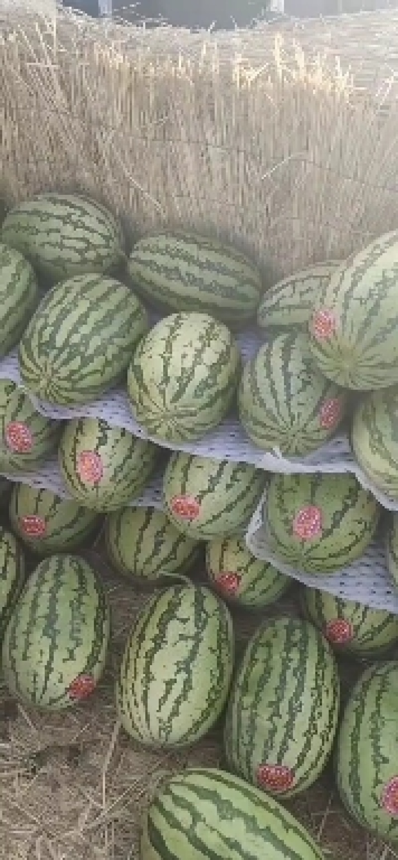 金城五号，石头瓜，市场货，电商货，大量上市