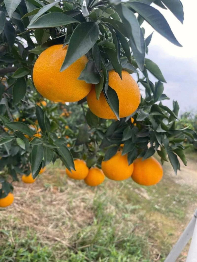 爱媛橙