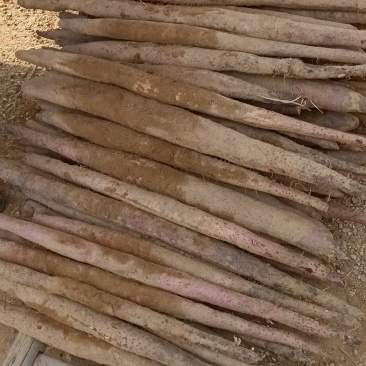 红皮淮山，小叶红皮，白皮，贺州万亩基地大量上市欢迎选购