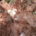野生白肉土茯苓