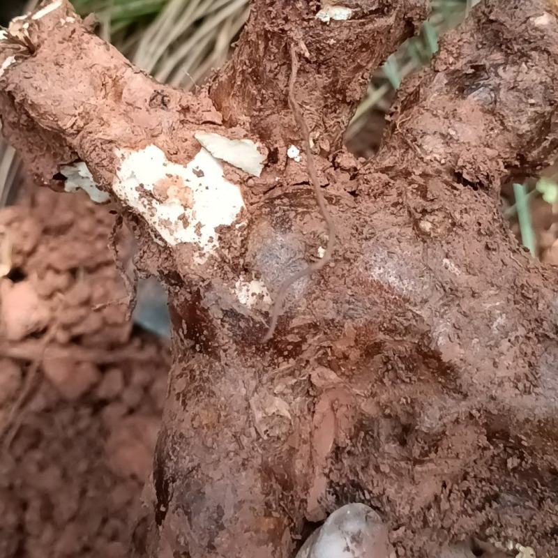 野生白肉土茯苓