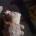 野生白肉土茯苓