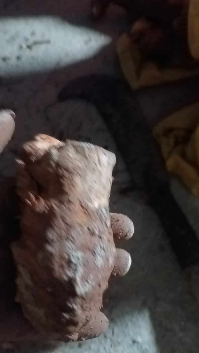 野生白肉土茯苓