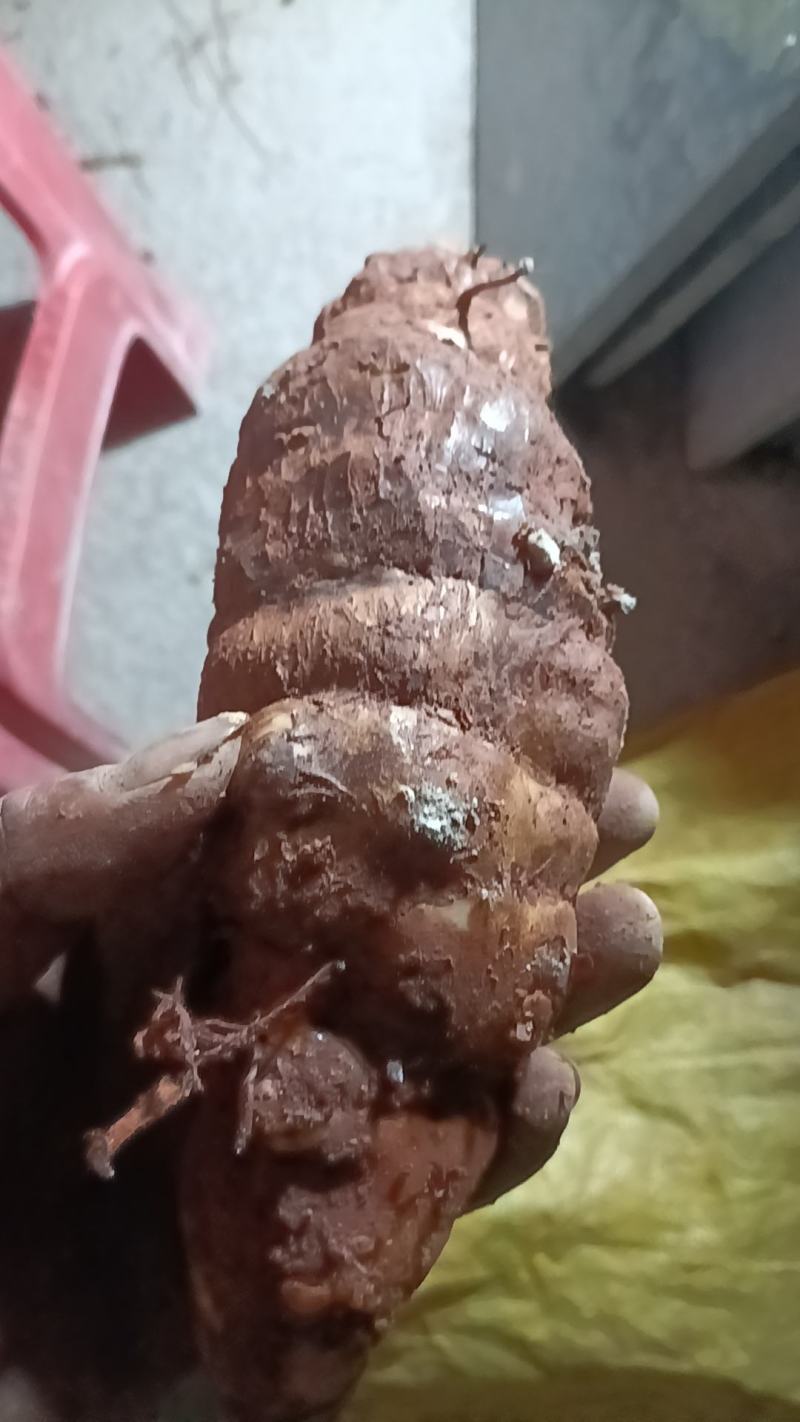 野生白肉土茯苓